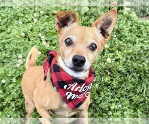 Min Pin Frise Dogs for adoption in Pueblo, CO, USA