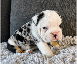 Bulldog Puppy for sale in HINTON, IA, USA