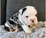 Small Bulldog
