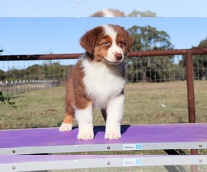 Australian Shepherd Puppy for sale in DE LEON, TX, USA
