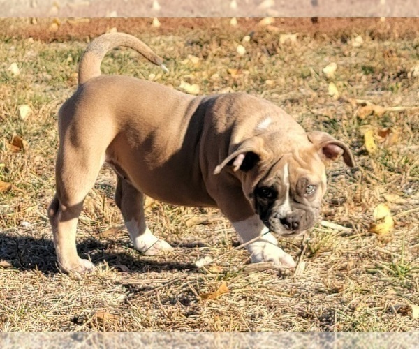 Medium Photo #12 American Bully Puppy For Sale in MARTELL, NE, USA