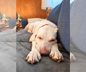 Daisy Jane - Female Mutt Dog for Adoption - Photo #2