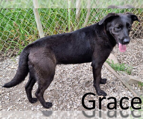 Medium Photo #1 Mutt Puppy For Sale in Mountain View, AR, USA