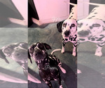Small Photo #1 Dalmatian Puppy For Sale in KANSAS CITY, MO, USA
