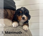 Small #1 Bernedoodle