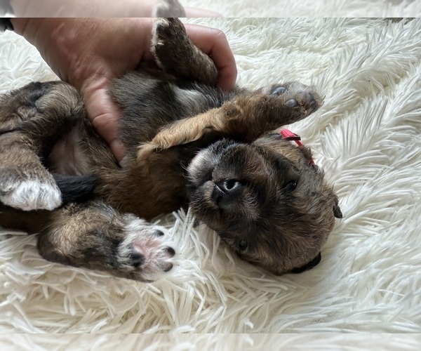 Medium Photo #95 Bernedoodle Puppy For Sale in BELMONT, NC, USA