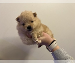 Pomeranian Puppy for sale in TITUSVILLE, FL, USA