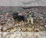 Small Photo #13 Shiranian Puppy For Sale in DINWIDDIE, VA, USA