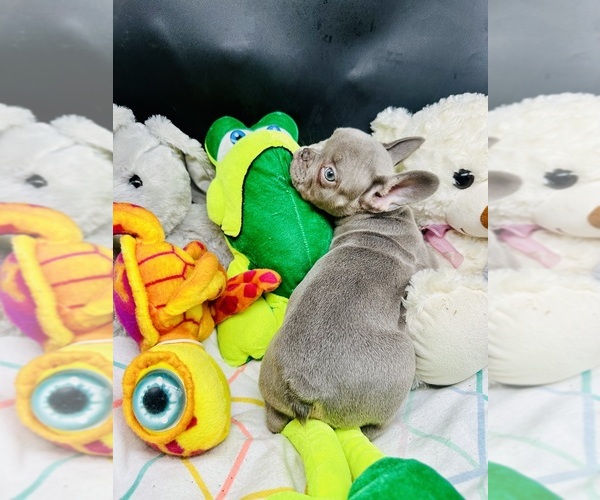 Medium Photo #14 French Bulldog Puppy For Sale in BELLVILLE, TX, USA