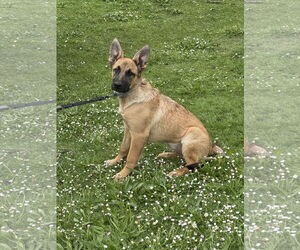 German Shepherd Dog Dogs for adoption in Seattle, WA, USA