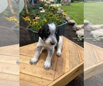 Small Photo #12 Bernedoodle-Bluetick Coonhound Mix Puppy For Sale in RINGTOWN, PA, USA