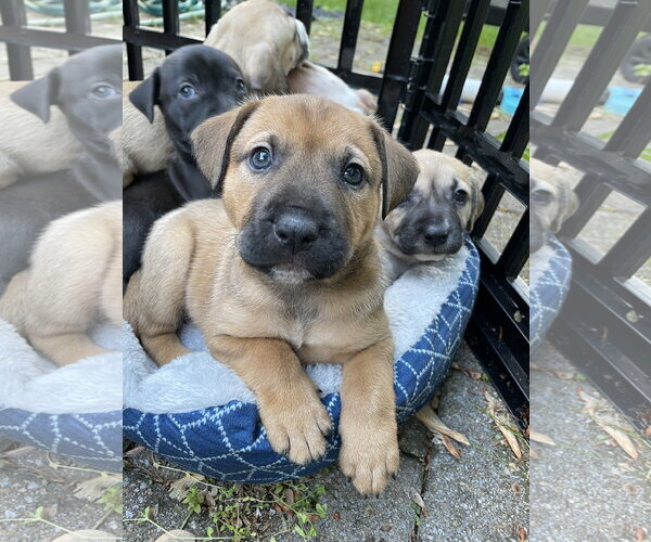 Medium Photo #2 Labrador Retriever-Unknown Mix Puppy For Sale in Derwood, MD, USA