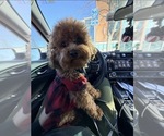 Small Photo #1 Poodle (Toy) Puppy For Sale in WORCESTER, MA, USA