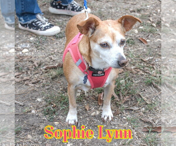 Medium Photo #11 Chiweenie Puppy For Sale in San Antonio, TX, USA