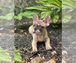 Small Photo #1 French Bulldog Puppy For Sale in RICHMOND, TX, USA