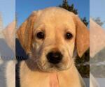 Small Labrador Retriever