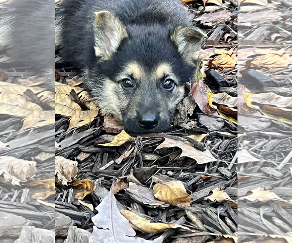 Medium Photo #1 German Shepherd Dog Puppy For Sale in Centreville, VA, USA