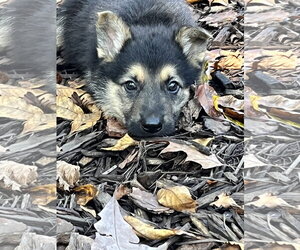 German Shepherd Dog Dogs for adoption in Centreville, VA, USA
