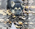 Acorn 7614 - Male German Shepherd Dog Dog for Adoption - Small photo