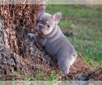 Small French Bulldog