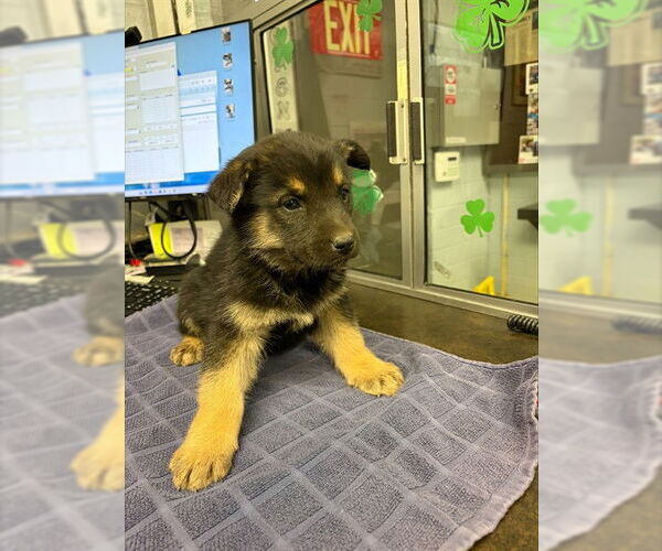 Medium Photo #1 German Shepherd Dog Puppy For Sale in Stockton, CA, USA