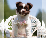 Small #5 Chihuahua