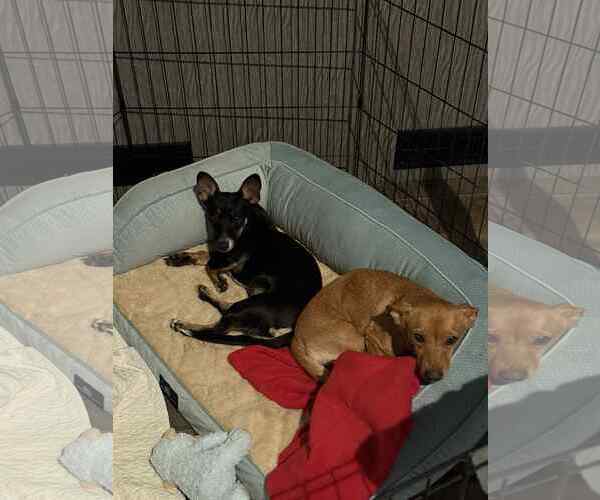 Medium Photo #6 Dachshund-Unknown Mix Puppy For Sale in Arlington, WA, USA