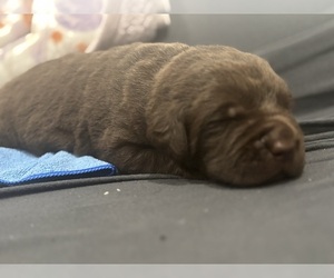 Labrador Retriever Puppy for sale in WEST COVINA, CA, USA