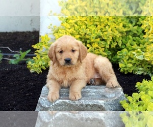Golden Retriever Puppy for sale in LOUISVILLE, KY, USA
