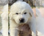 Puppy 6 Great Pyrenees
