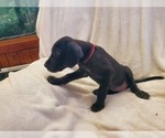 Small Photo #25 Great Dane Puppy For Sale in BARTLETT, IL, USA