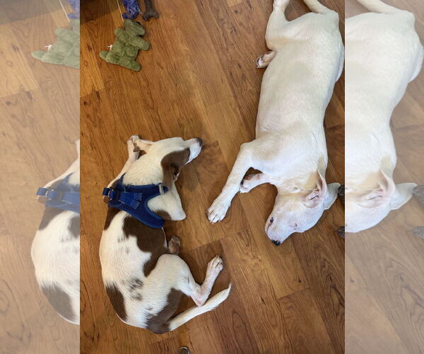 Medium Photo #3 Italian Greyhound-Unknown Mix Puppy For Sale in Sheboygan, WI, USA