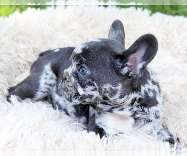 Medium Photo #1 French Bulldog Puppy For Sale in SALEM, OR, USA