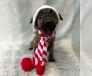 Boxador Dogs for adoption in Lakewood, CO, USA