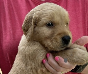 Golden Retriever Puppy for Sale in MCCOMB, Mississippi USA