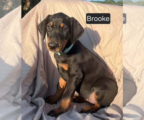 Medium Photo #3 Doberman Pinscher Puppy For Sale in POMEROY, OH, USA