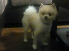 Small Photo #2 Pomeranian Puppy For Sale in INTERNATIONAL FALLS, MN, USA