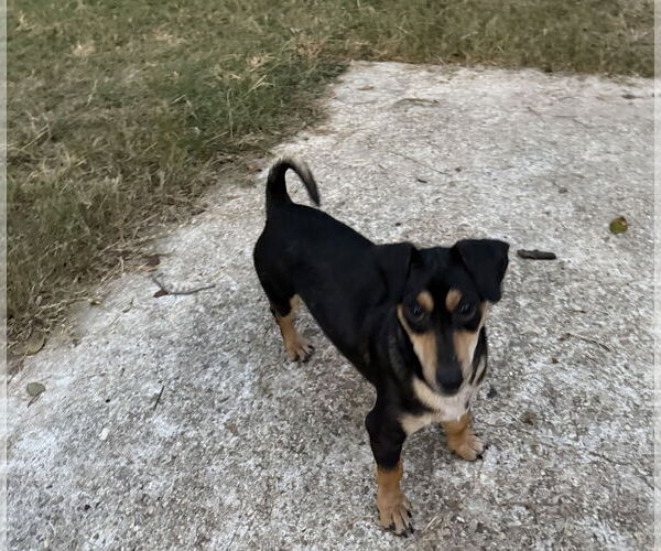 Medium Photo #2 Dachshund-Unknown Mix Puppy For Sale in Oakhurst, NJ, USA