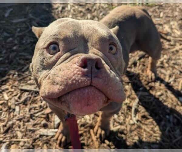 Medium Photo #1 French Bulldog-Unknown Mix Puppy For Sale in Martinez, CA, USA