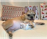 Small Photo #12 French Bulldog Puppy For Sale in PASO ROBLES, CA, USA