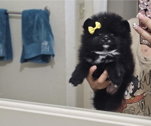 Pomeranian Puppy for sale in SALINAS, CA, USA