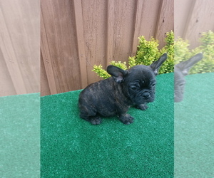 French Bulldog Puppy for sale in ADAMS CITY, CO, USA