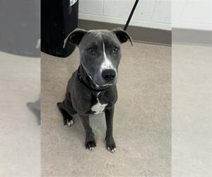 American Pit Bull Terrier Dogs for adoption in Saginaw, MI, USA