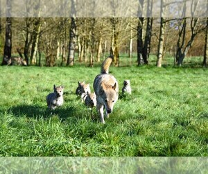 Czech Wolfdog Puppy for Sale in Plomodiern, Brittany France