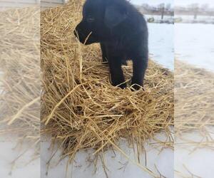 Labrador Retriever Puppy for Sale in DURAND, Michigan USA