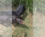 Small #2 Labrador Retriever Mix