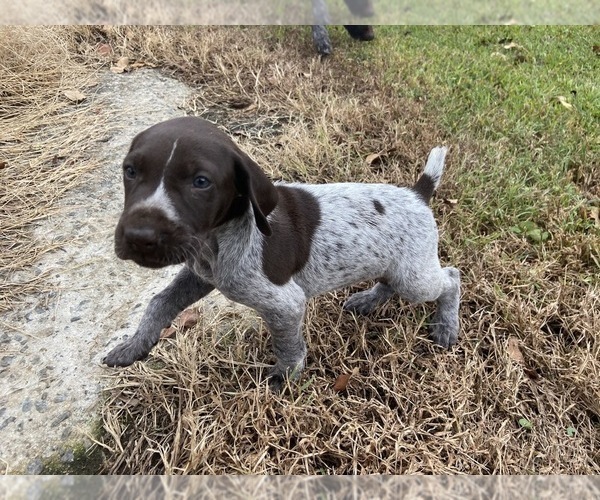 Medium Photo #7 German Shorthaired Pointer Puppy For Sale in CONCORD, NC, USA