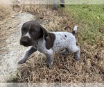 Small Photo #7 German Shorthaired Pointer Puppy For Sale in CONCORD, NC, USA