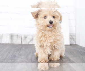 Maltipoo Puppy for sale in RED LION, PA, USA