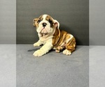 Puppy Einstein English Bulldog